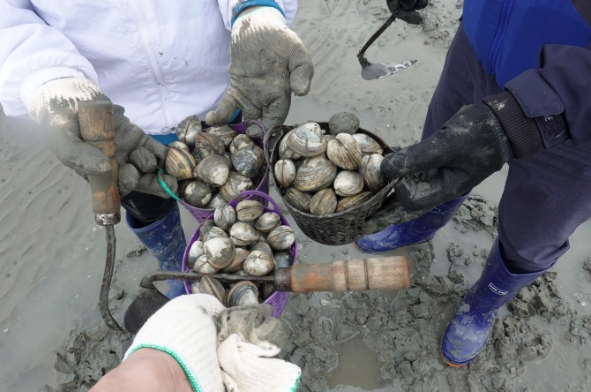 Geoje : Mudflat Experience and Korean Gourmet Food Tour (비노출) main image_
