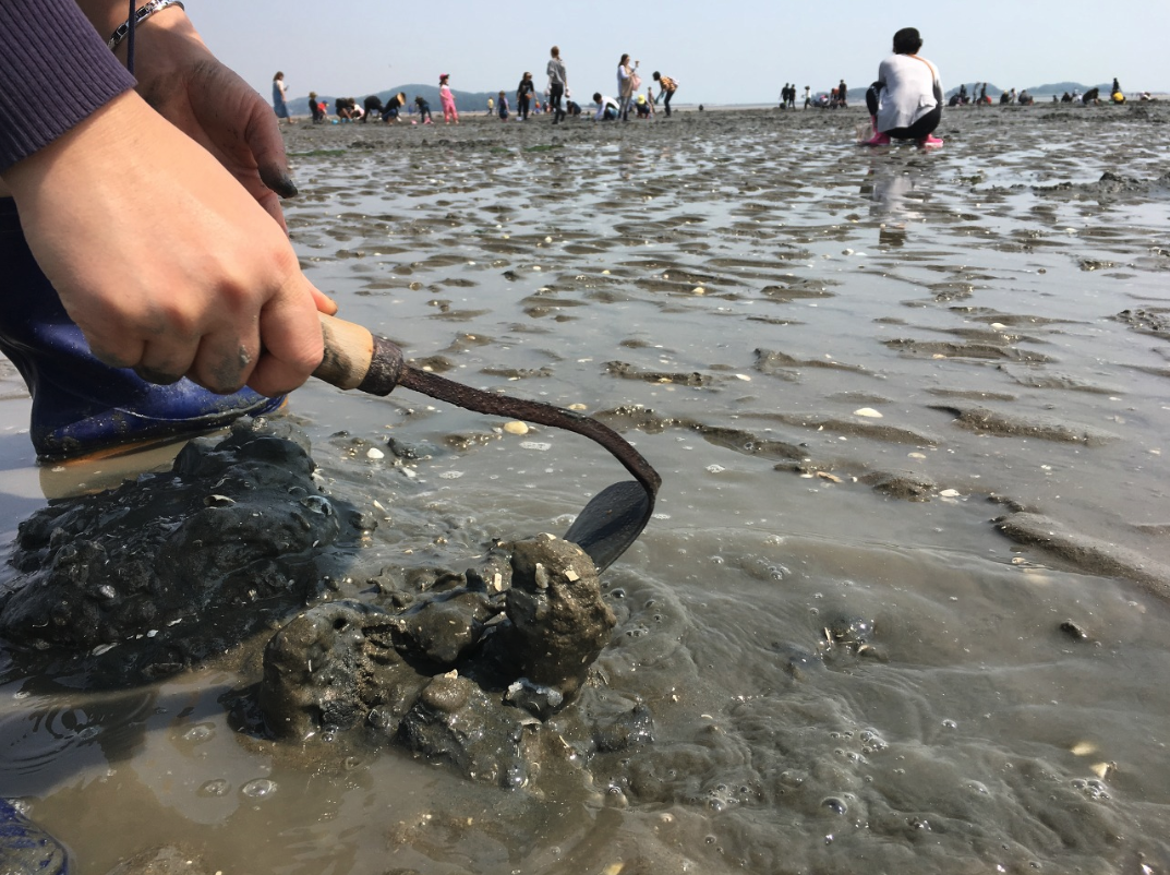 Geoje : Mudflat Experience and Korean Gourmet Food Tour (비노출) image_0
